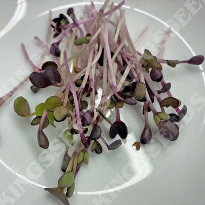 Picture of Radish Red Sango